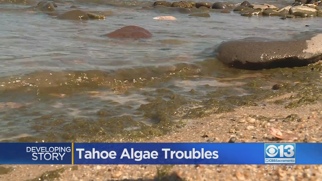 Growth of bluegreen algae in Lake Tahoe has researchers worried Fair